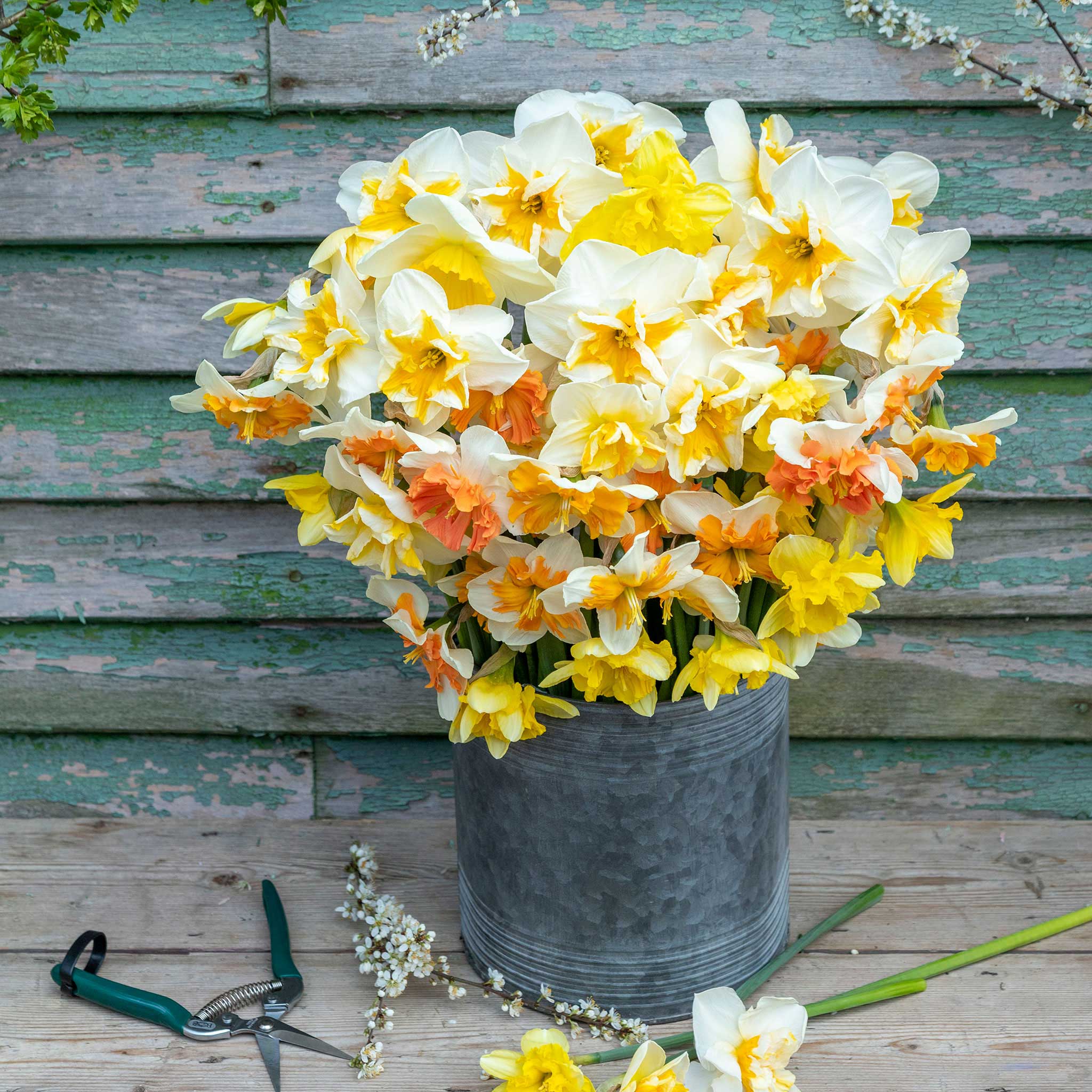 fall bulbs & perennials