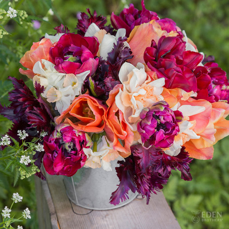 Fall Bulb Collections