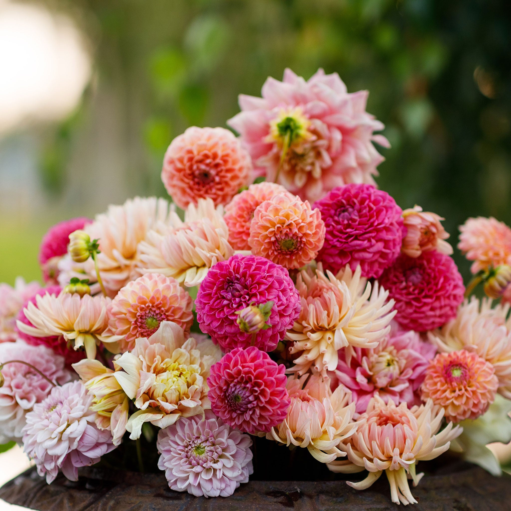 dahlia tuber mixes