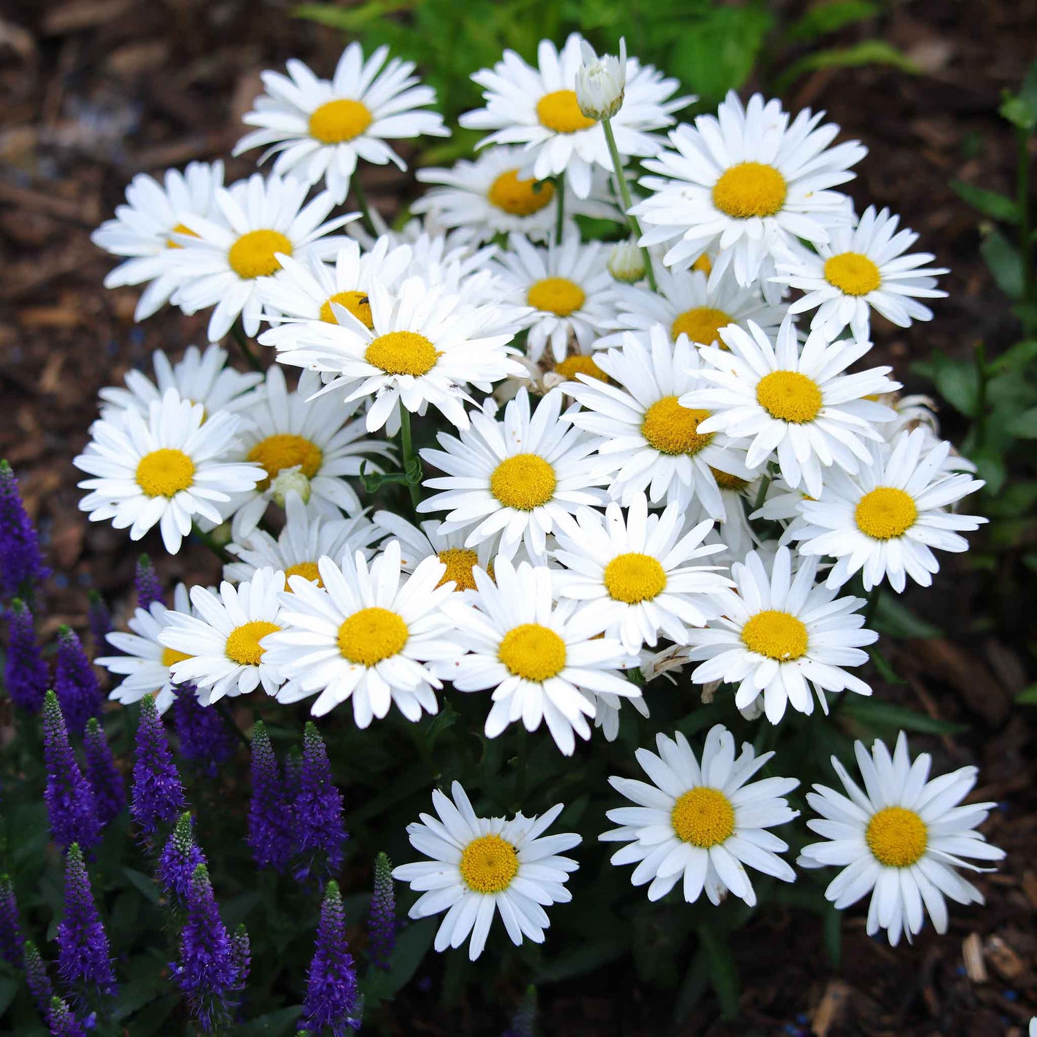 Daisy Seeds