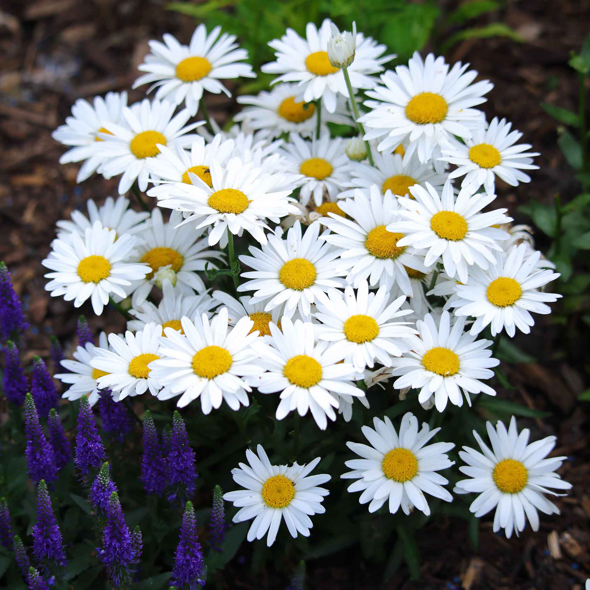 heirloom daisy seeds
