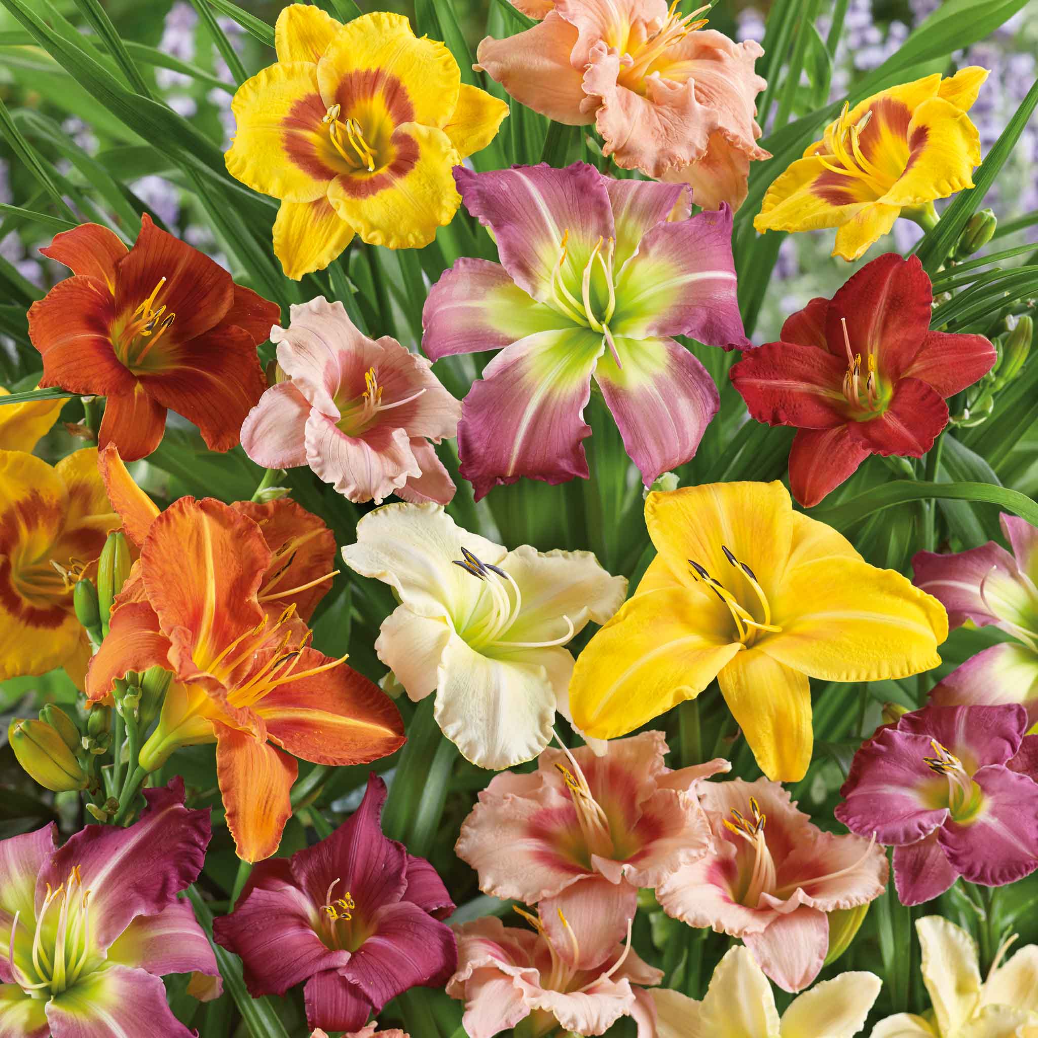 daylilies hemerocallis