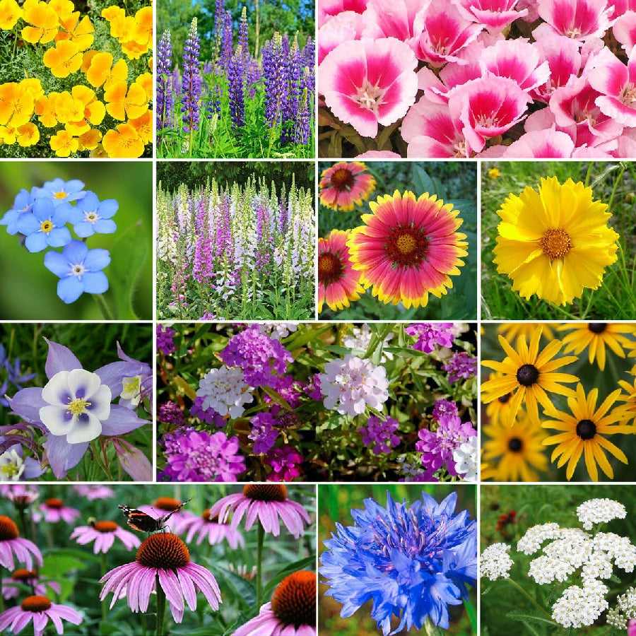 wildflower mixes - 10 pounds