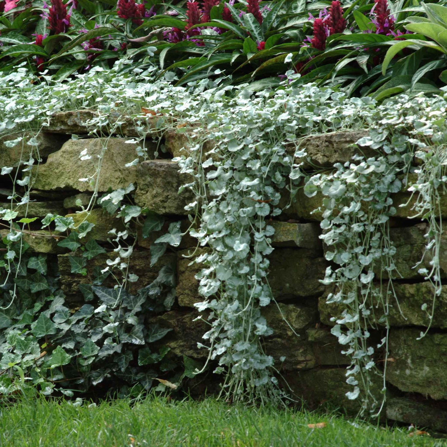 Dichondra Seeds