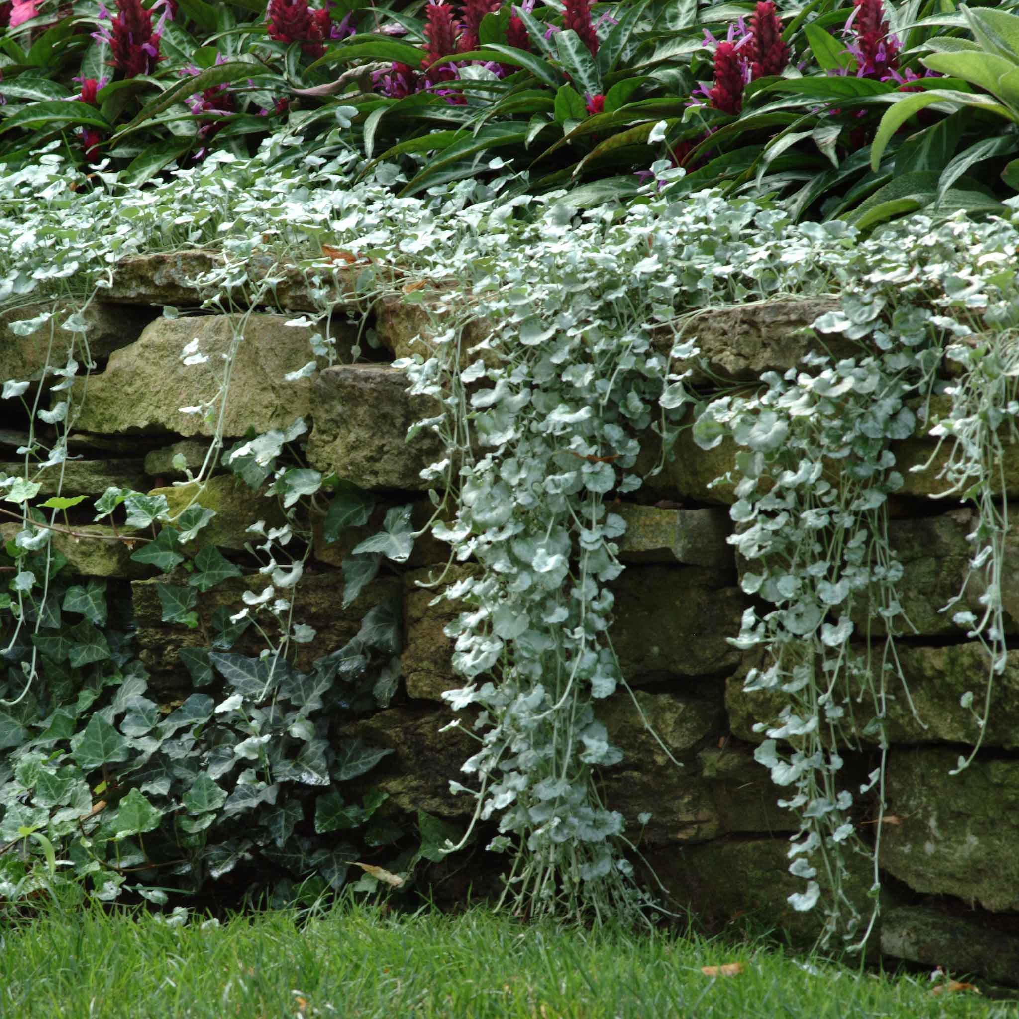 dichondra seeds