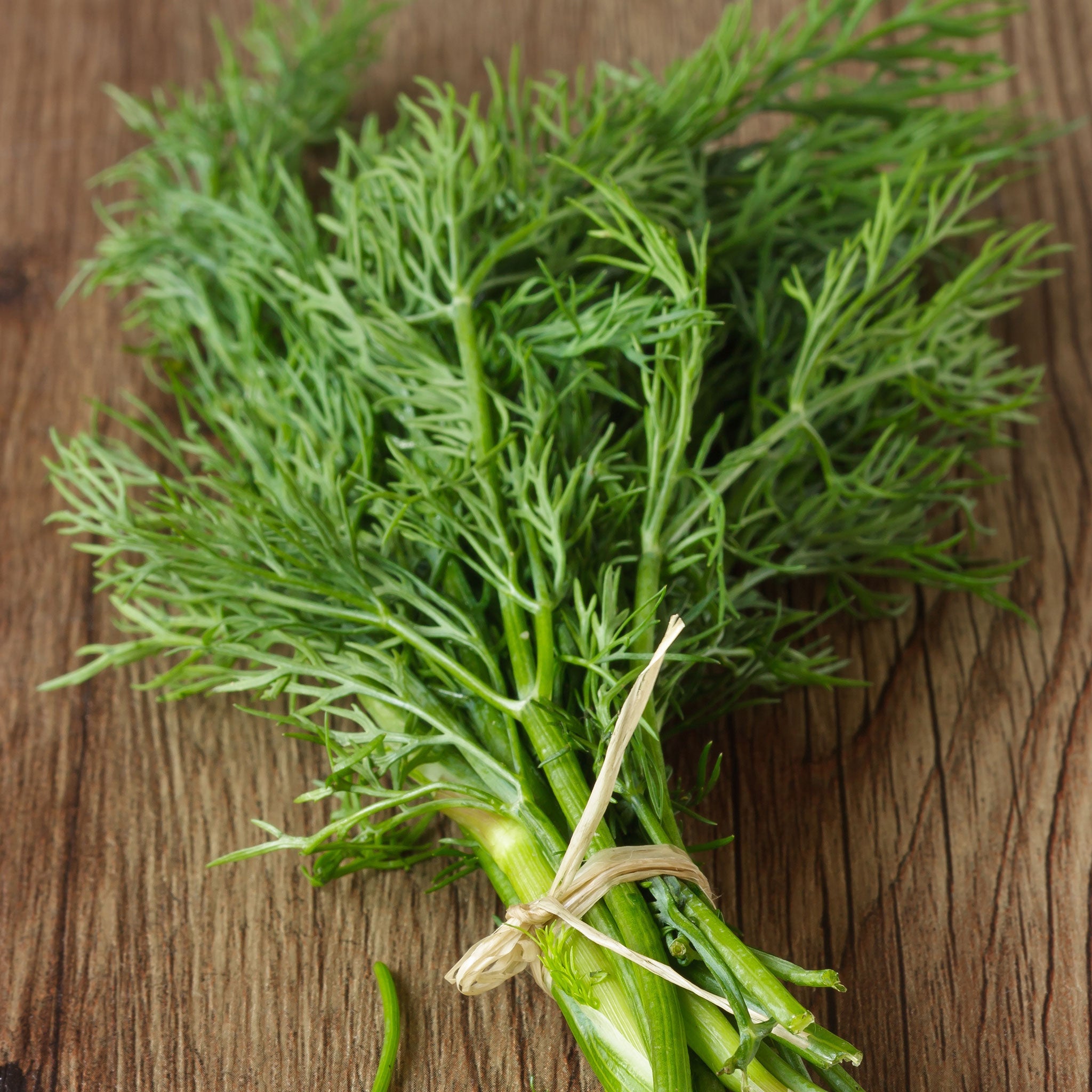 heirloom dill seeds