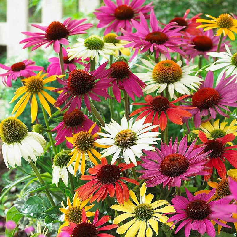 echinacea roots