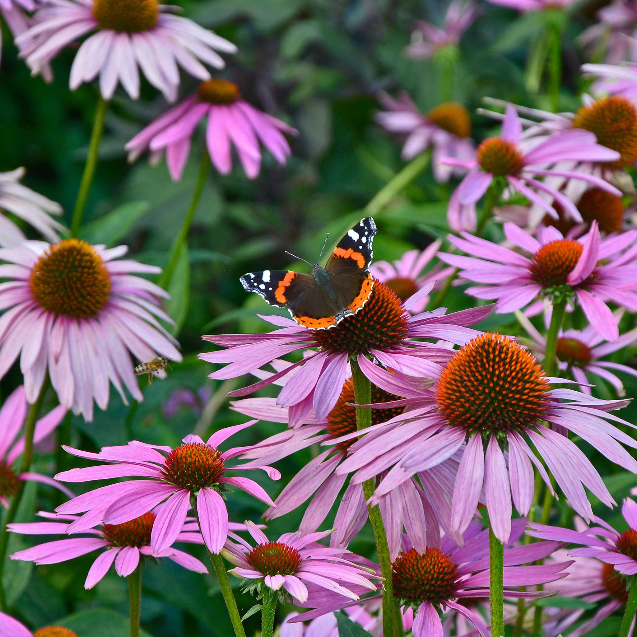 perennial flower seeds & bulbs