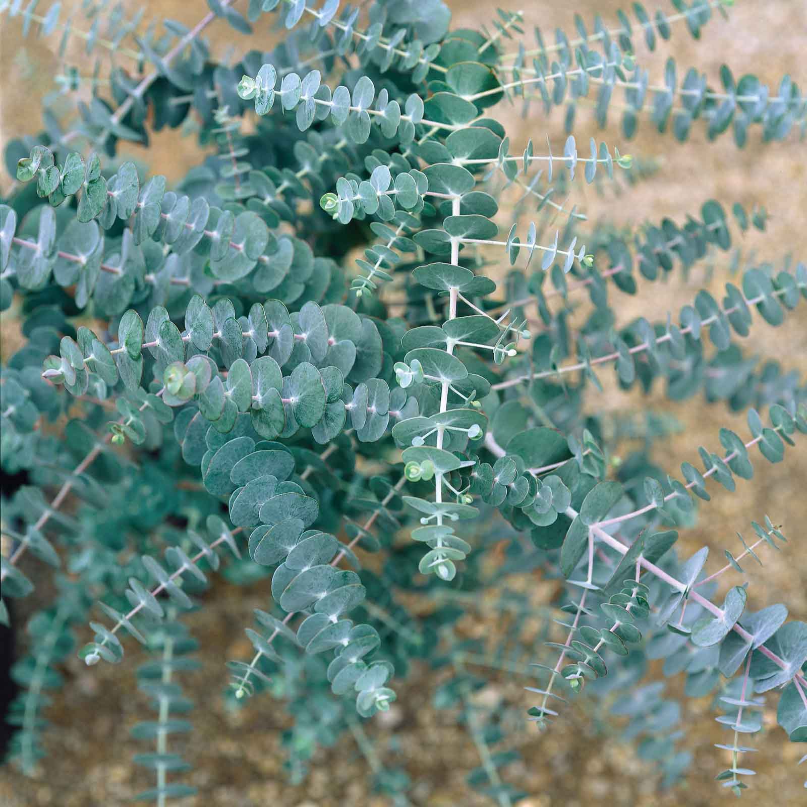 eucalyptus seeds