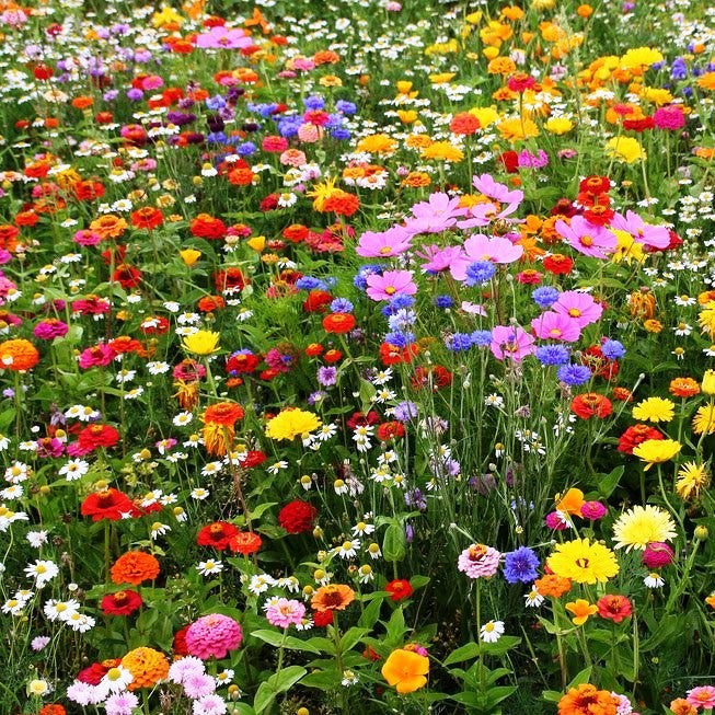 wildflower mixes - 1 pound