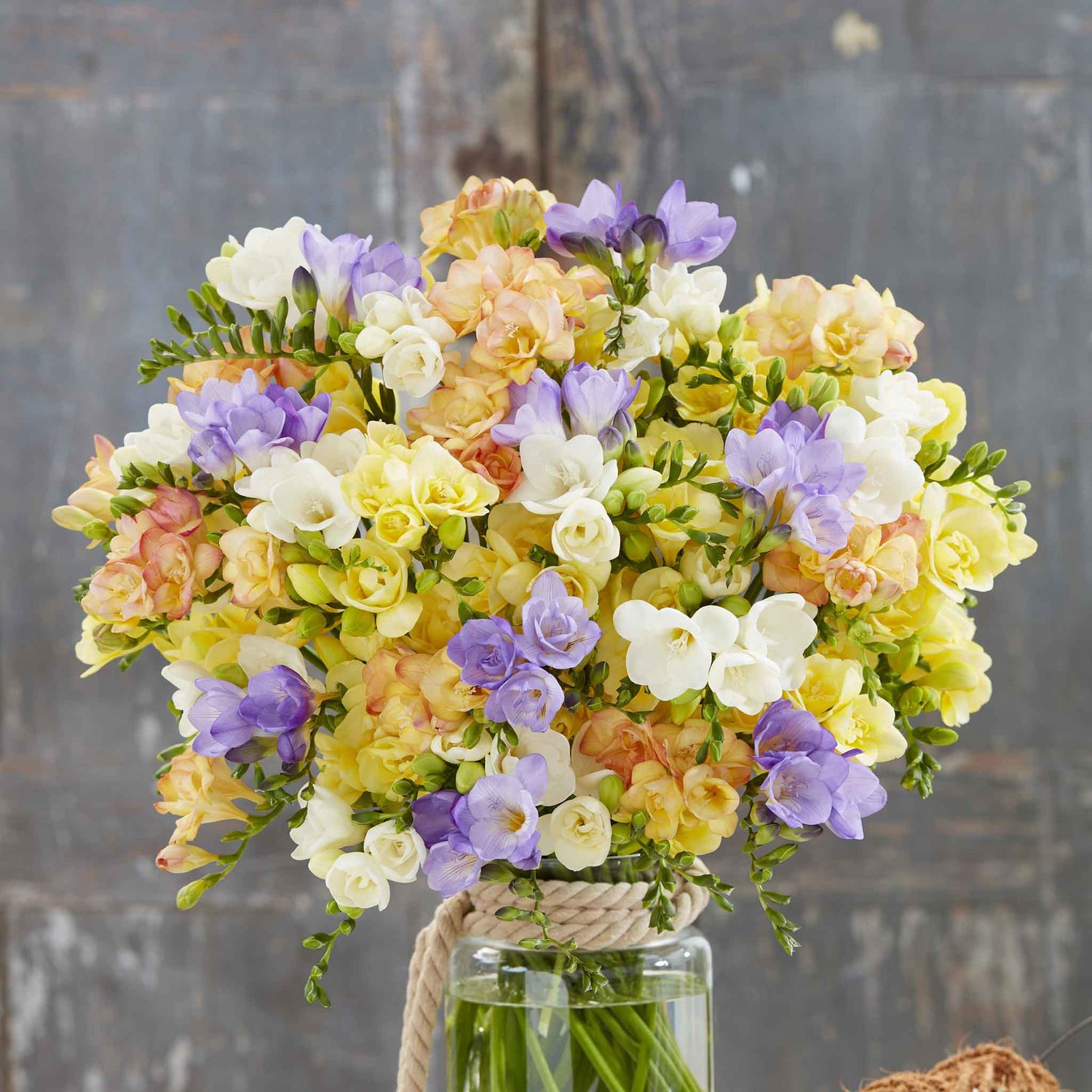 Freesia Bulbs