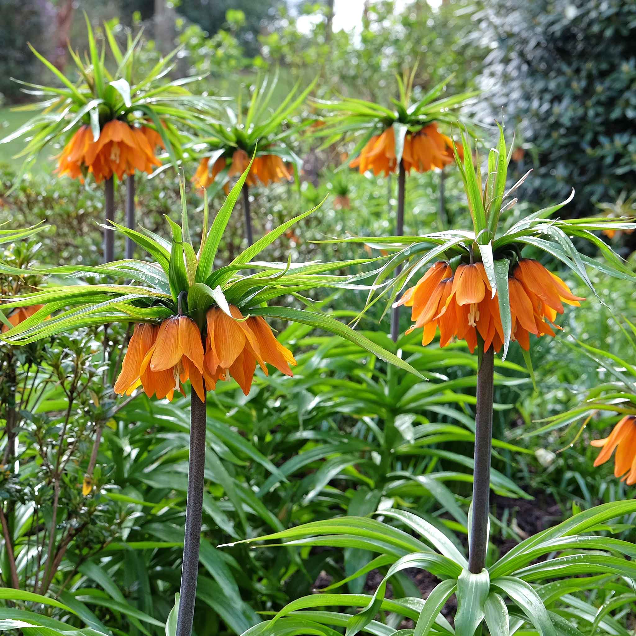 fritillaria bulbs