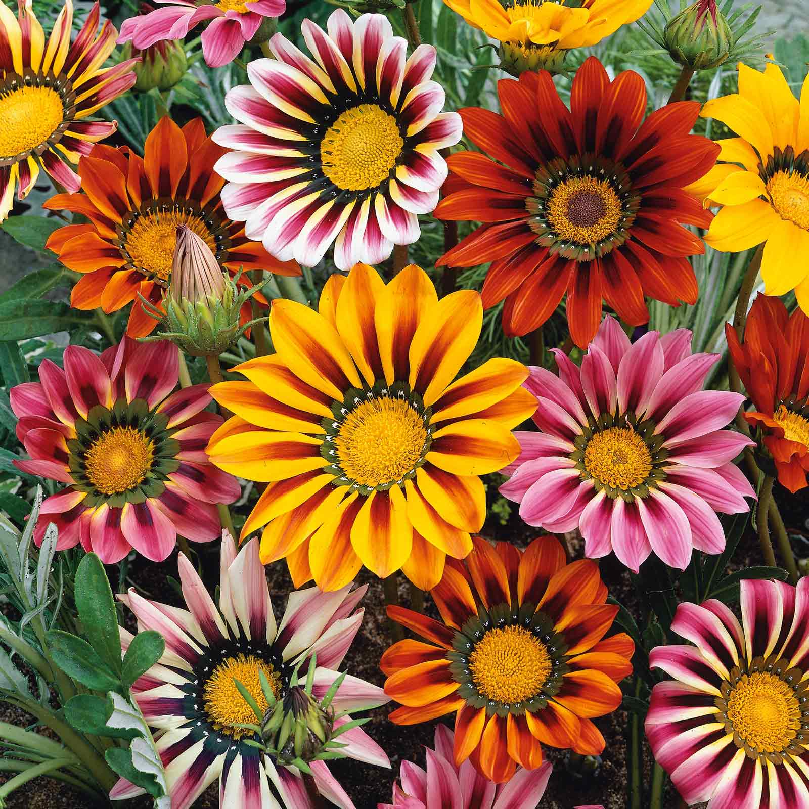 gazania seeds