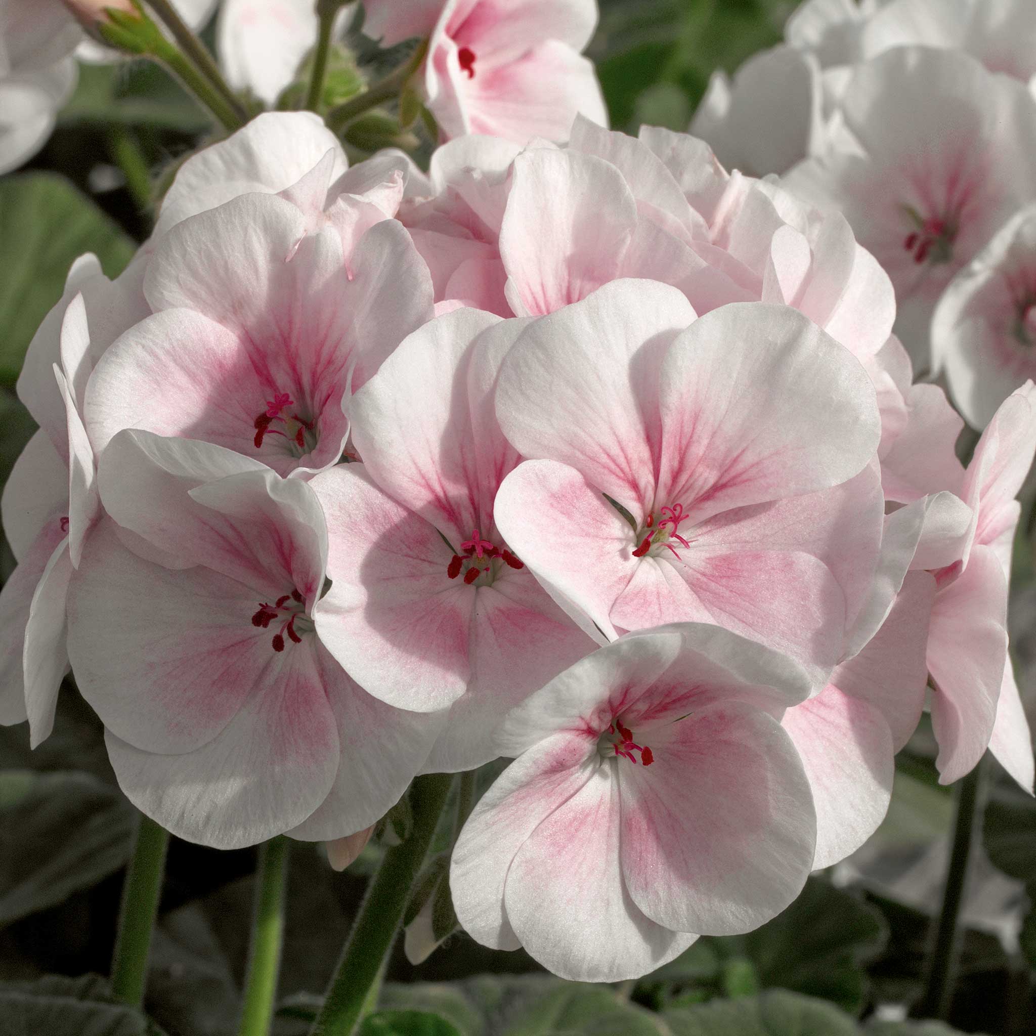 geranium seeds