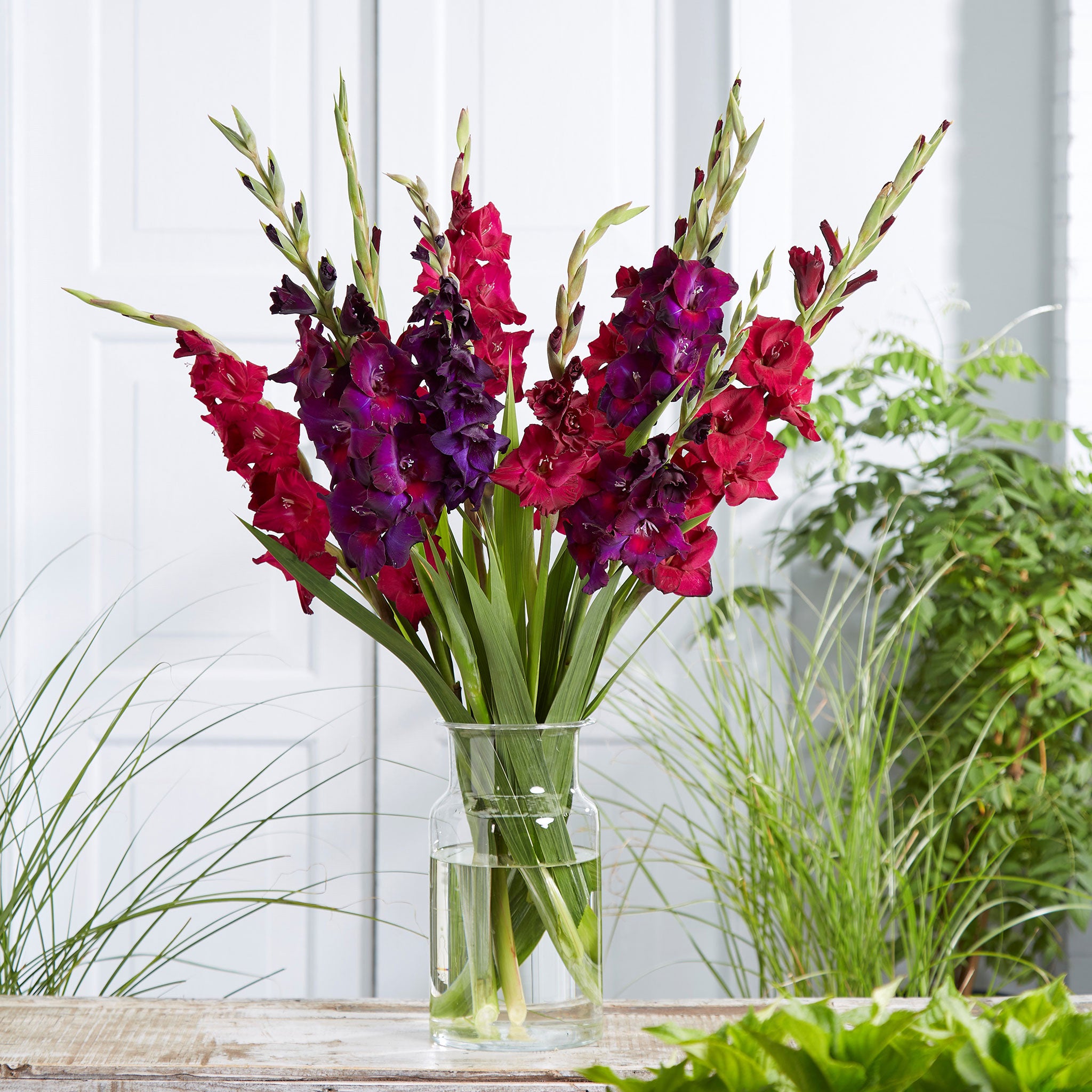 easy to grow flower bulbs