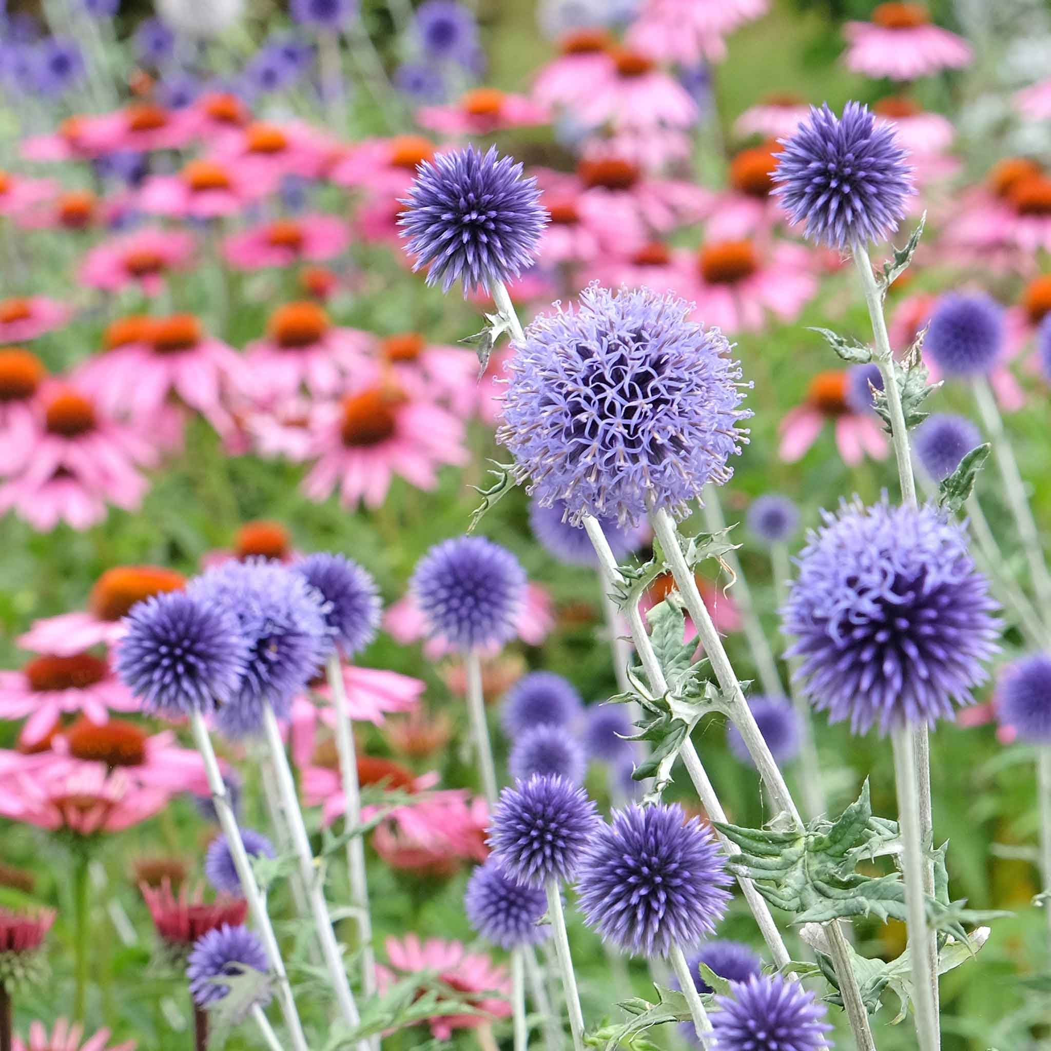 Globe Thistle Roots