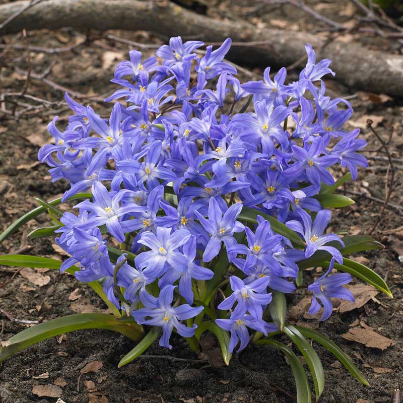 Glory of the Snow Bulbs