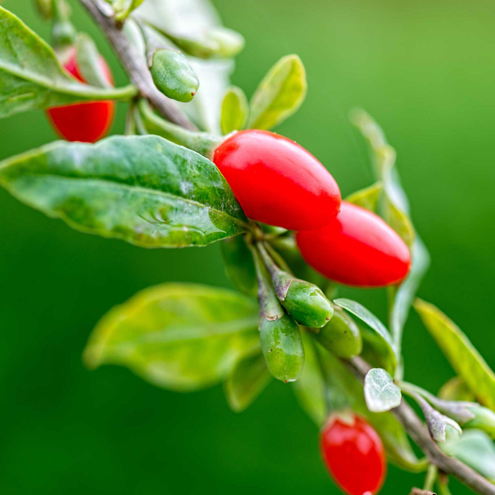 Goji Berry Plants