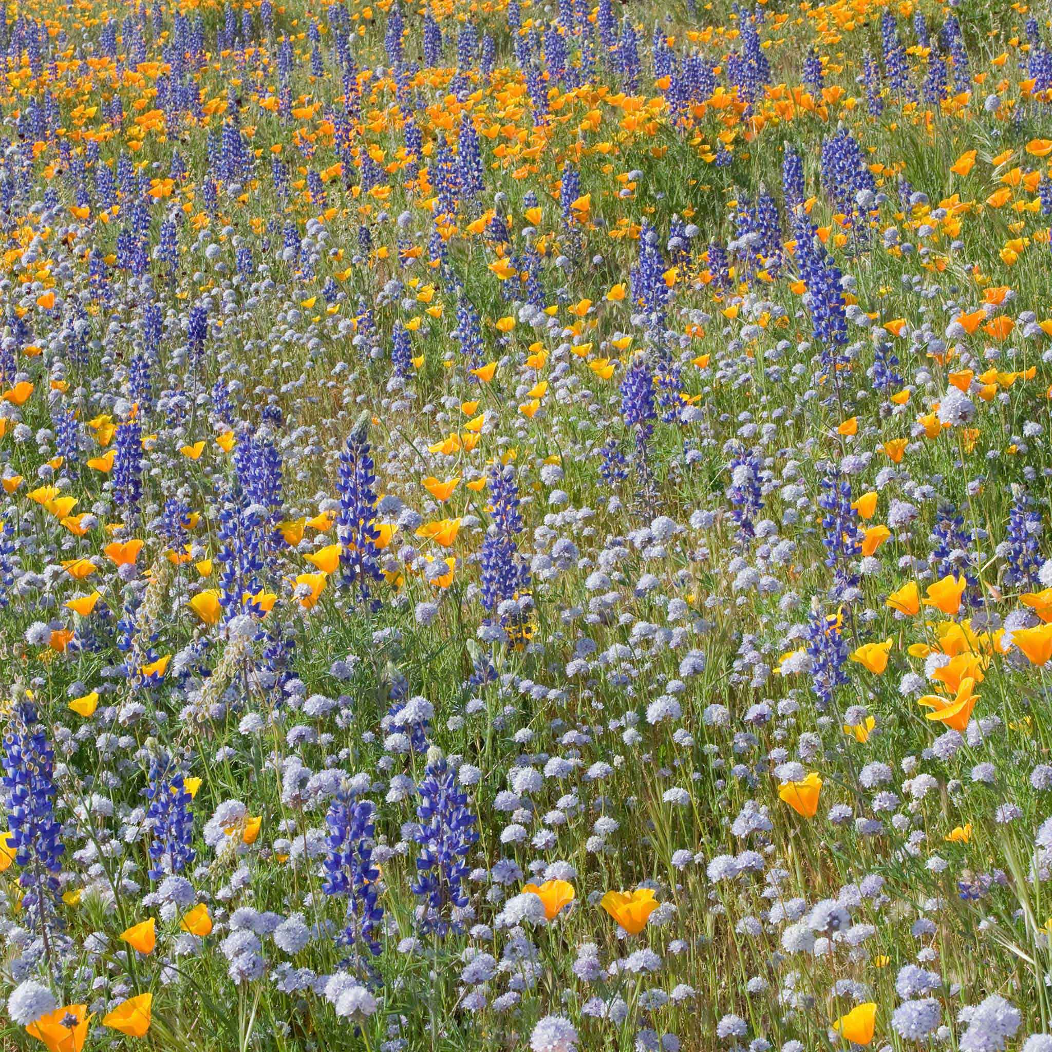 new wildflower mixes