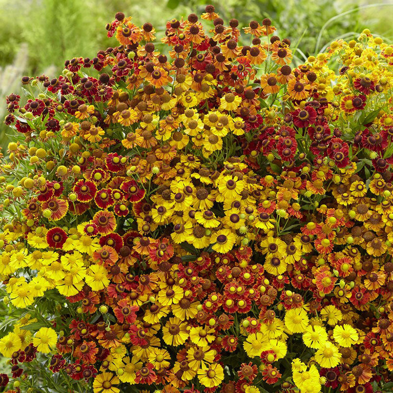 Helenium Roots