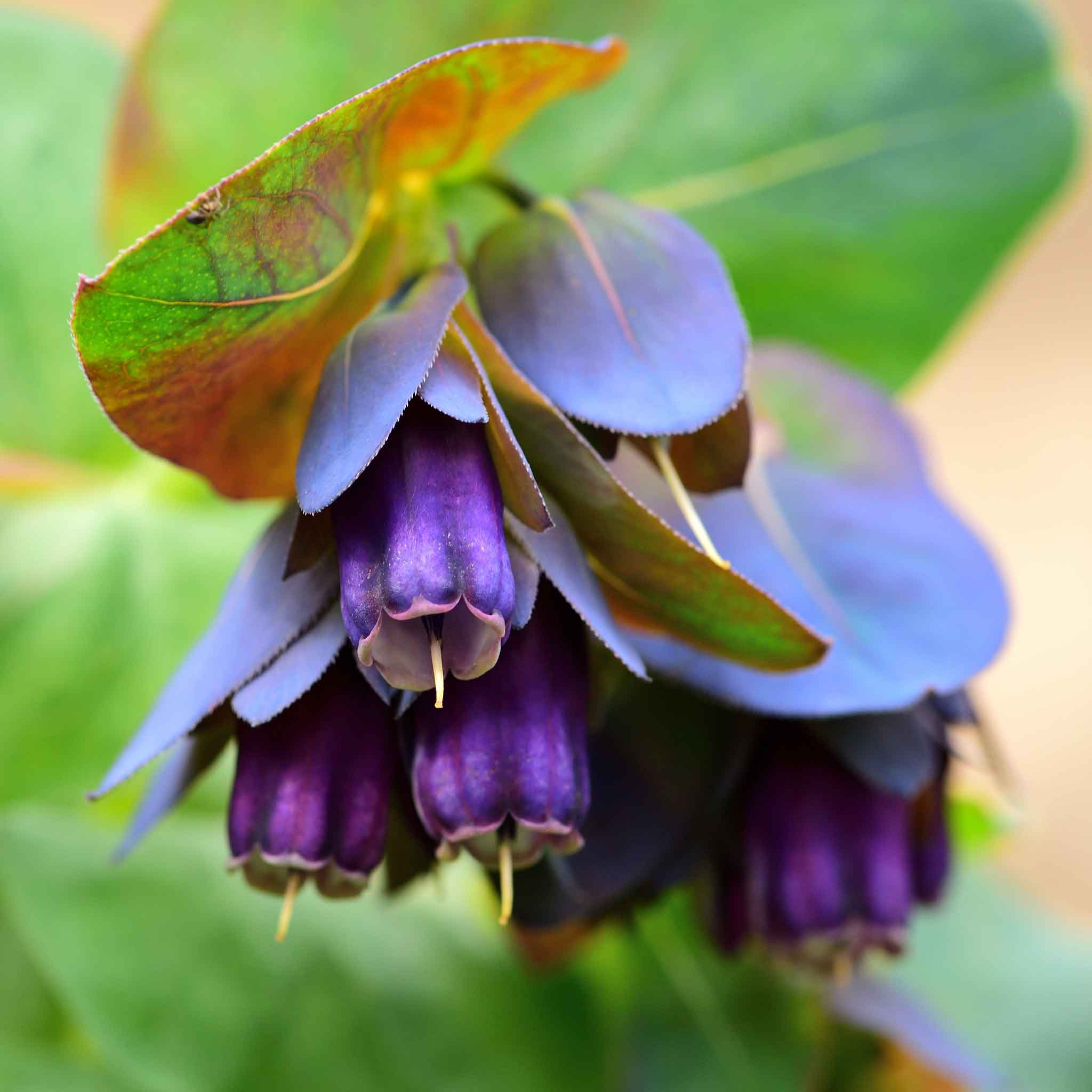 honeywort seeds