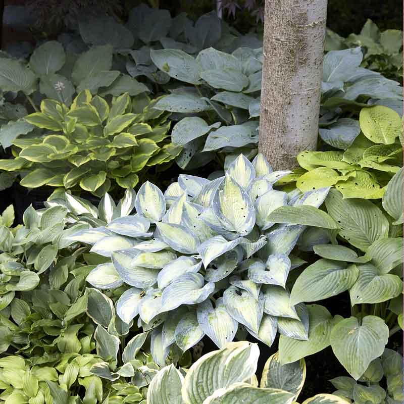seeds and flower bulbs for shaded area