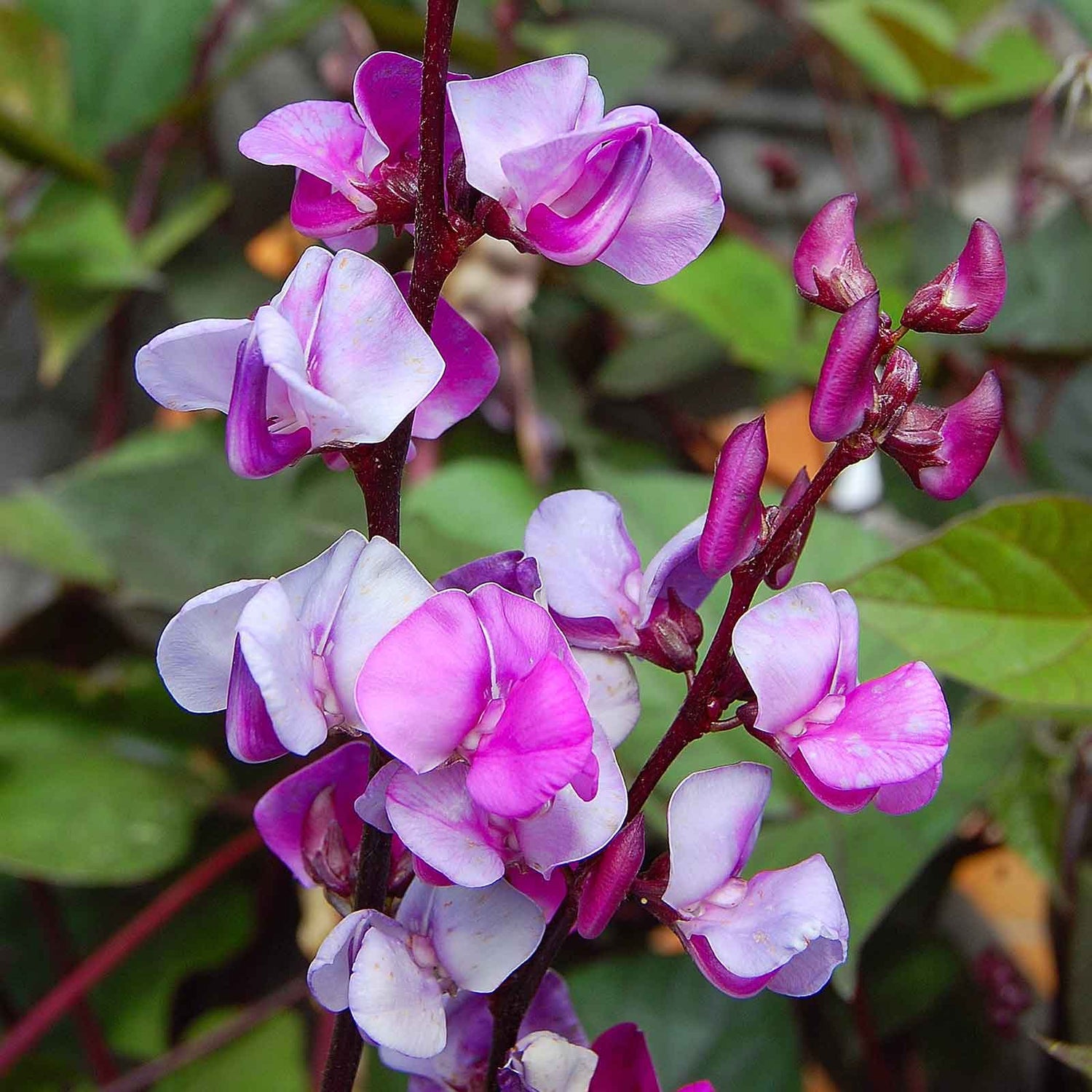 Hyacinth Bean Seeds