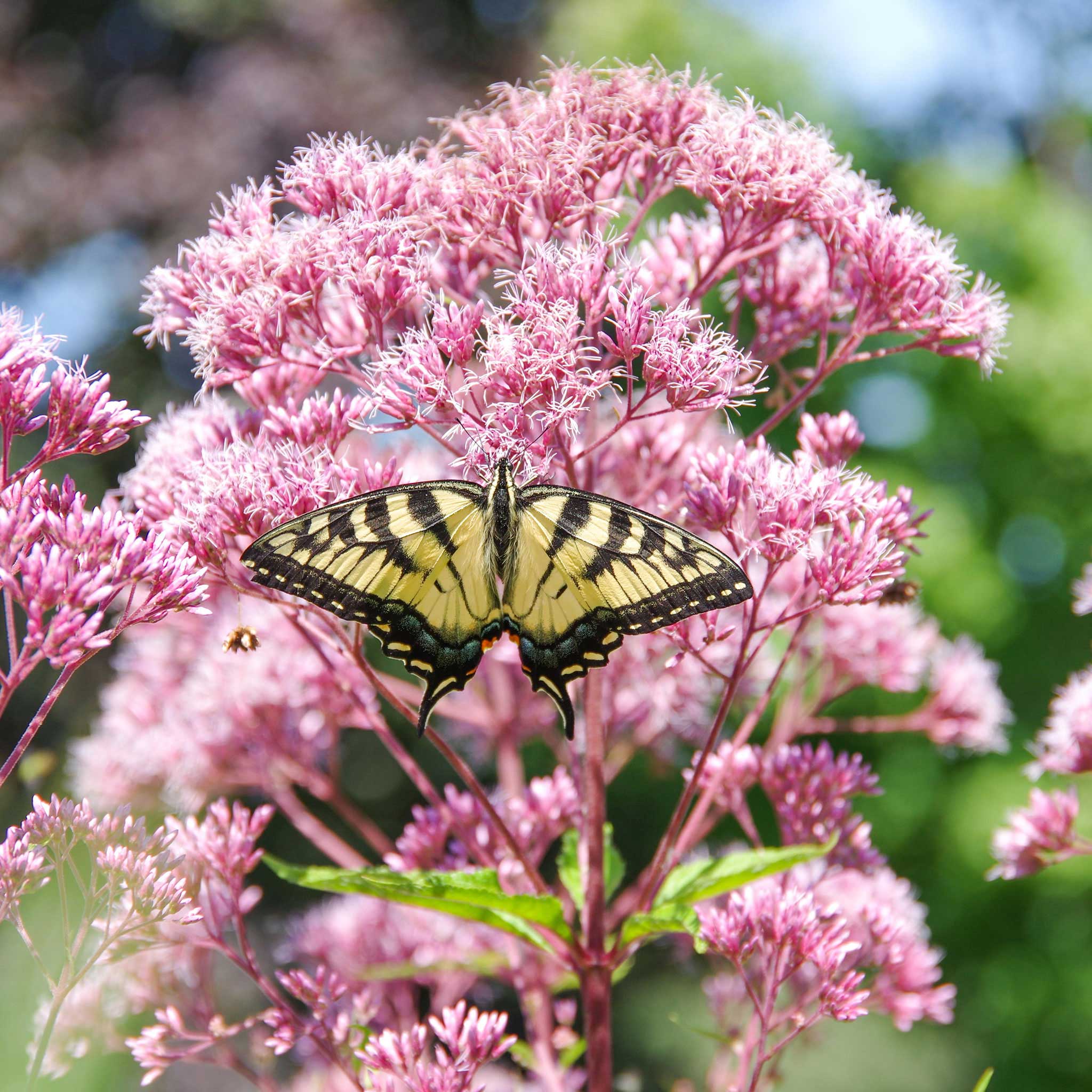 joe pye weed seeds