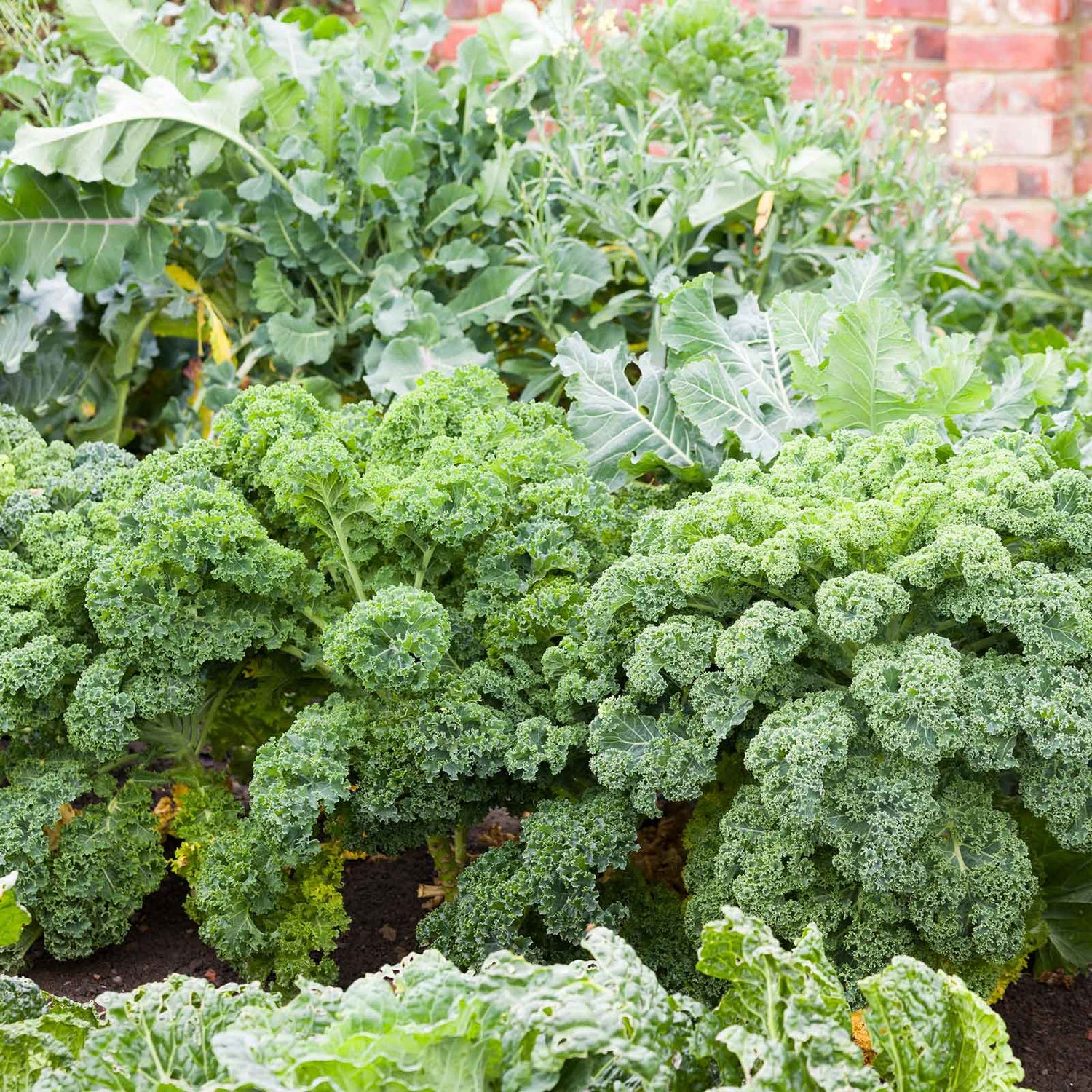 Kale Seeds (Heirloom)