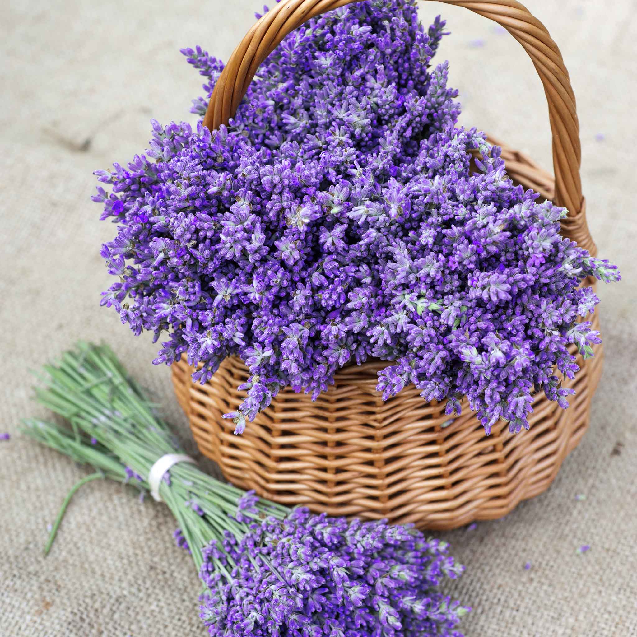 heirloom flower, vegetables, and herbs