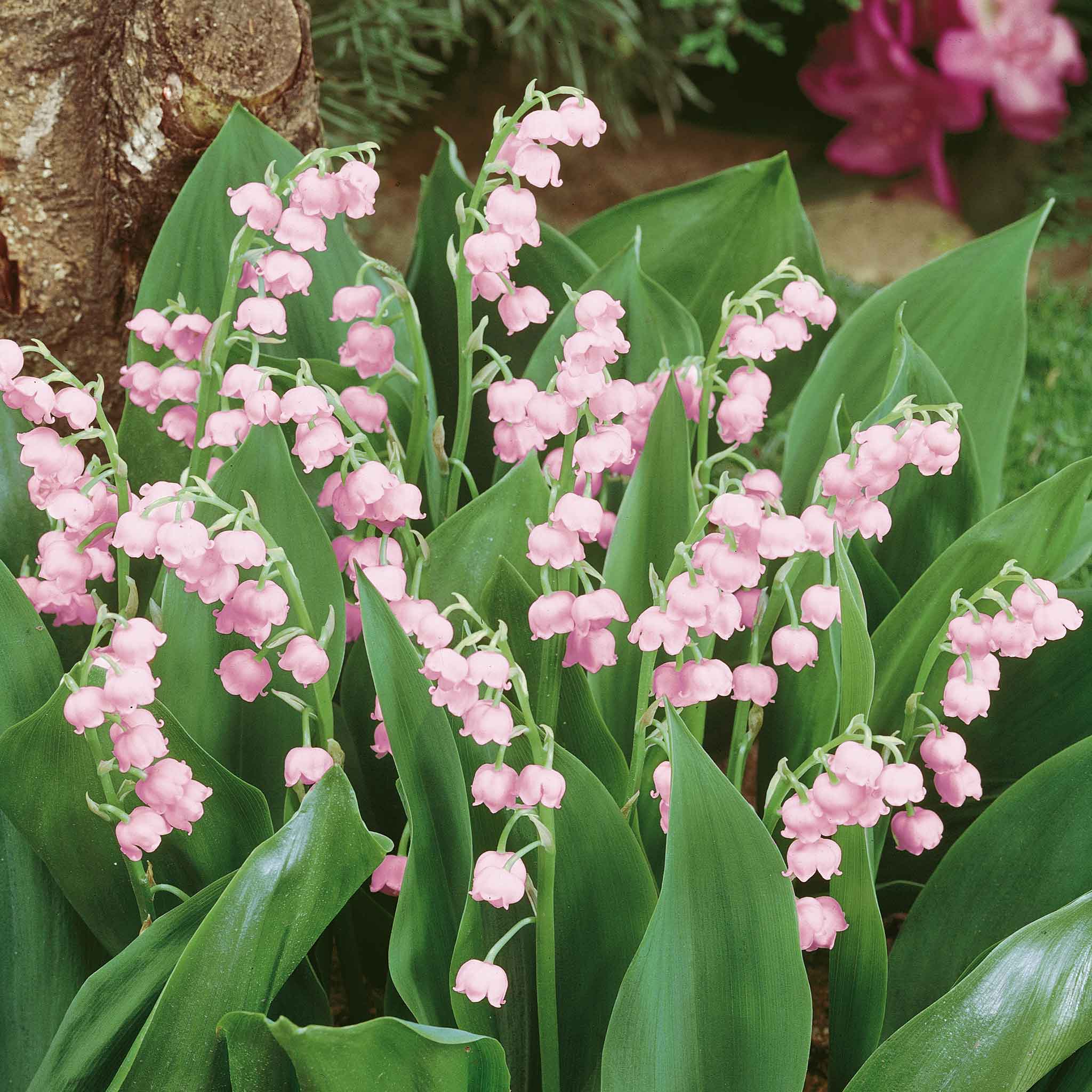 lily of the valley