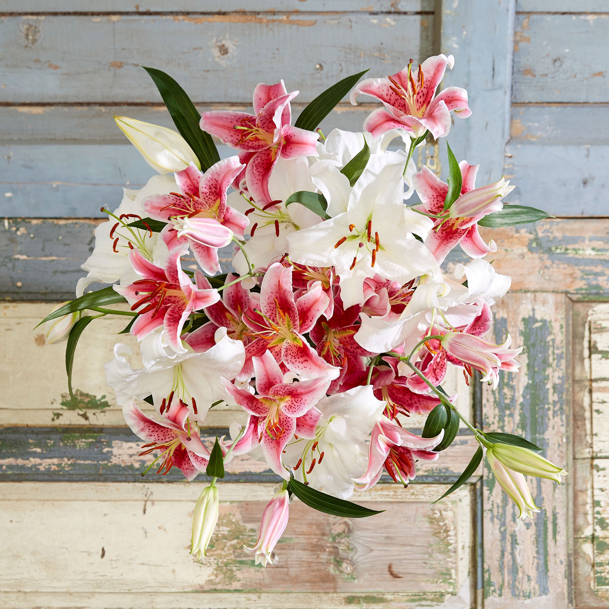 perennial bulbs and roots