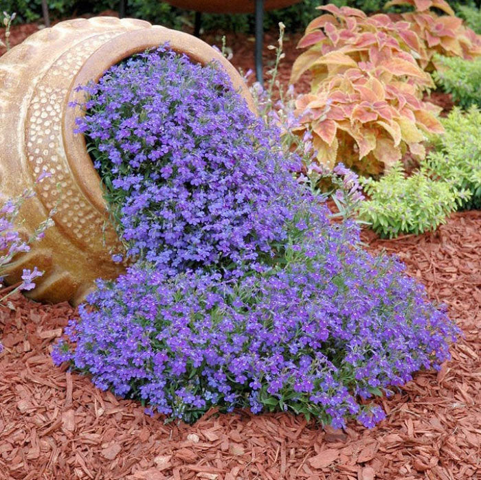 lobelia seeds