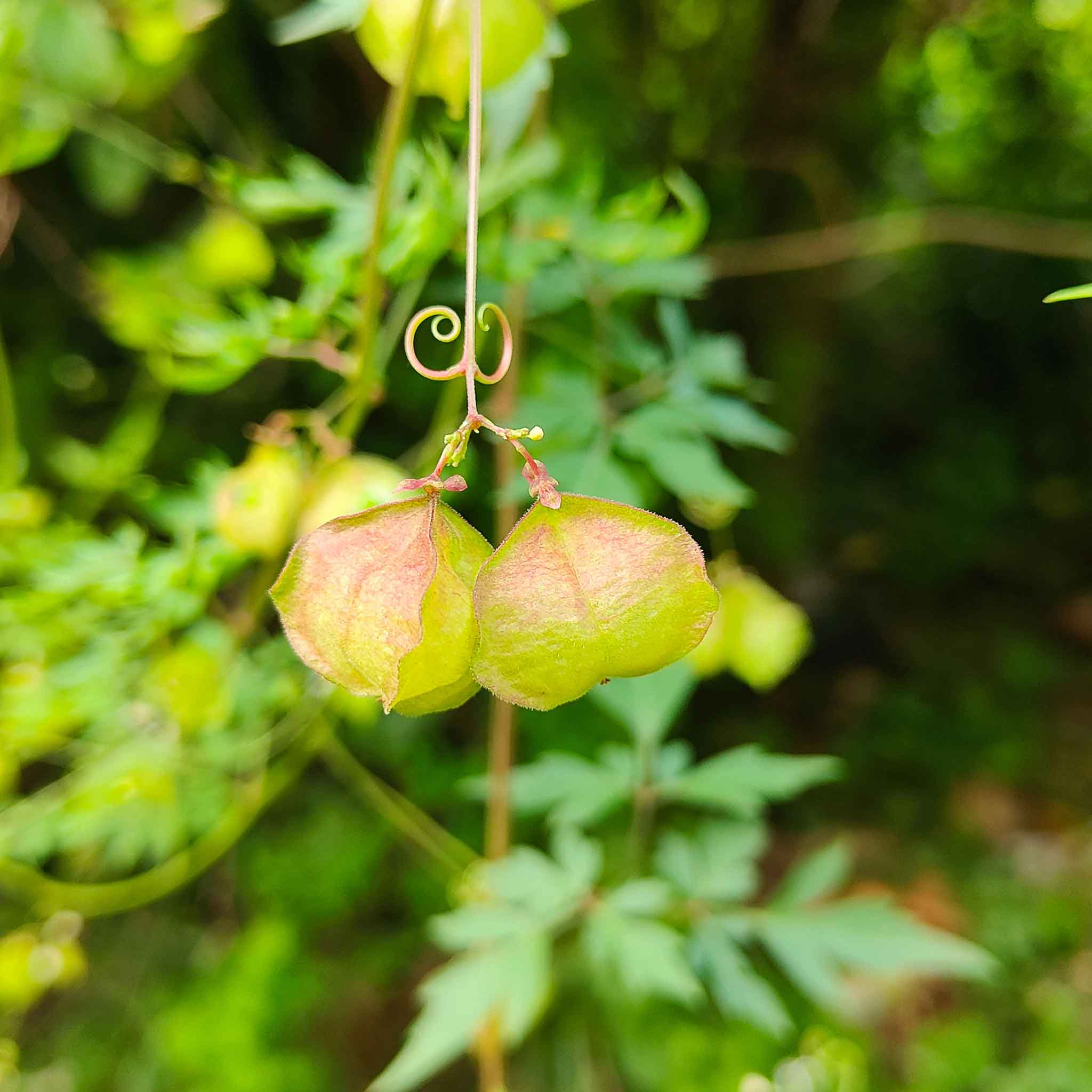 love in a puff seeds