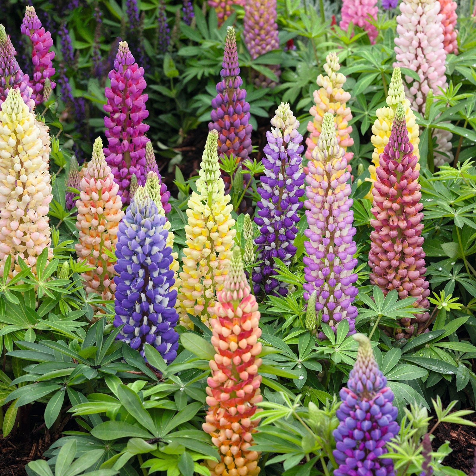 Drought Tolerant Flower Favorites