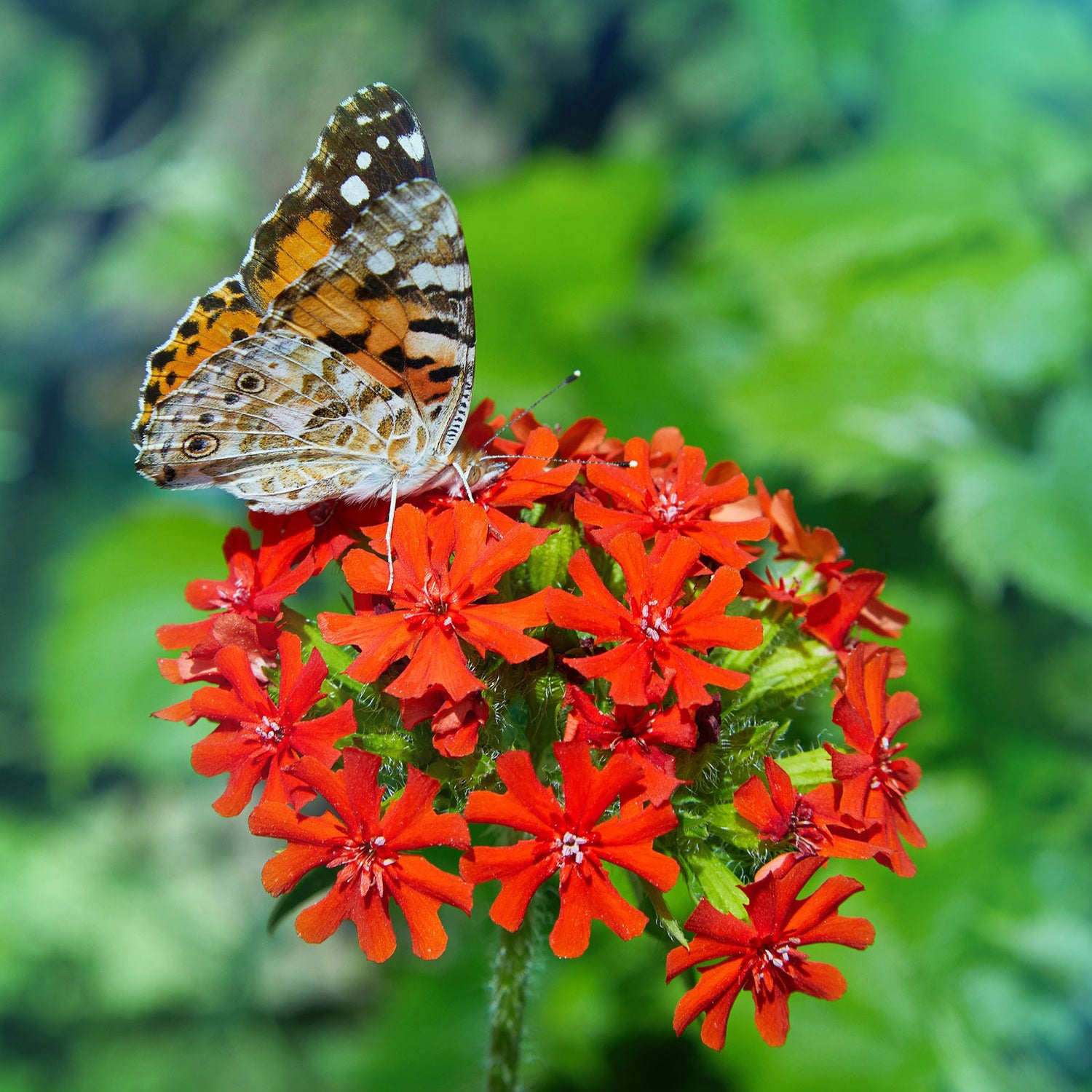 Maltese Cross Seeds