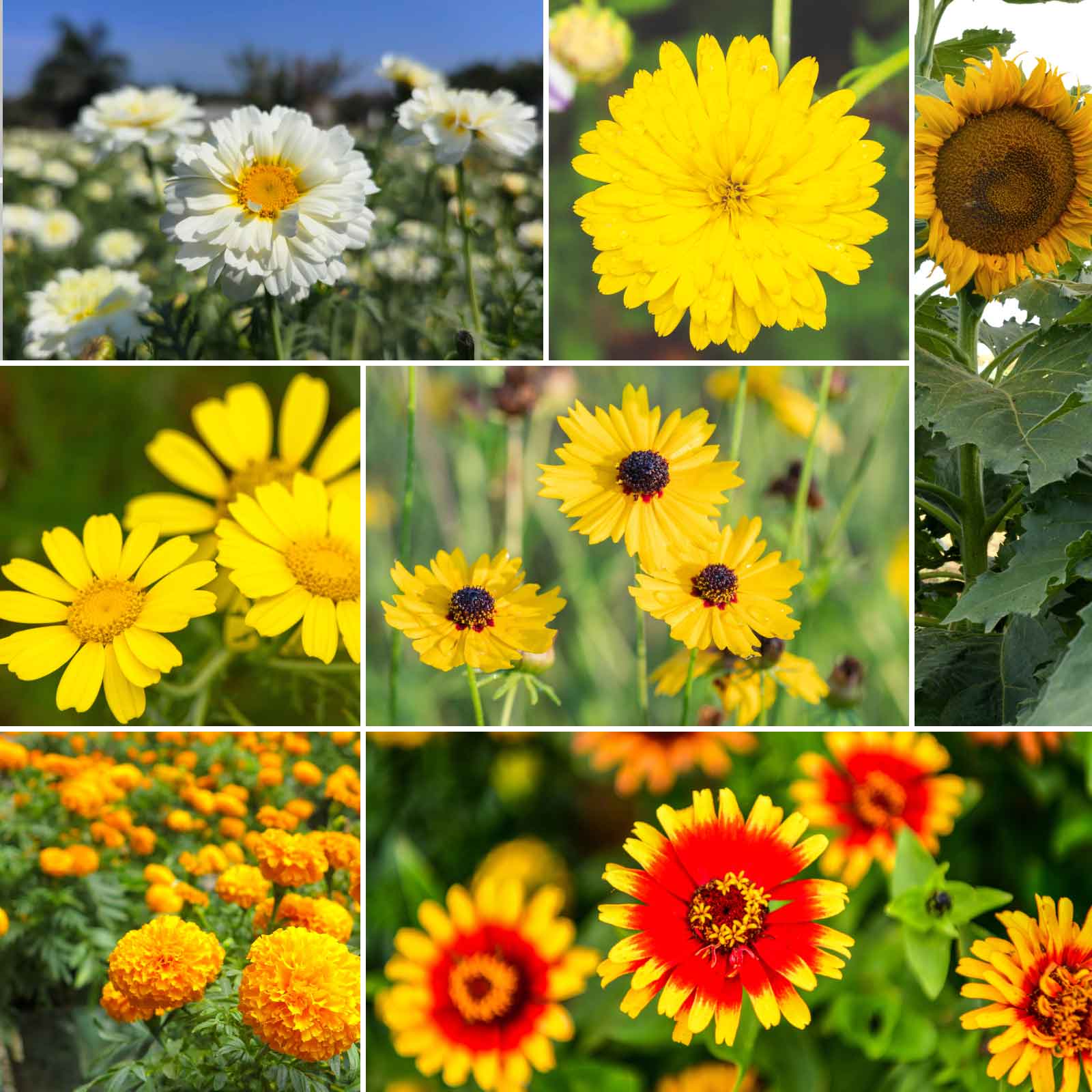 yellow flowers