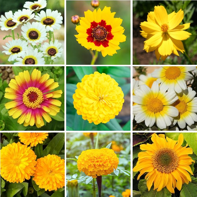 yellow wildflower seed mixes