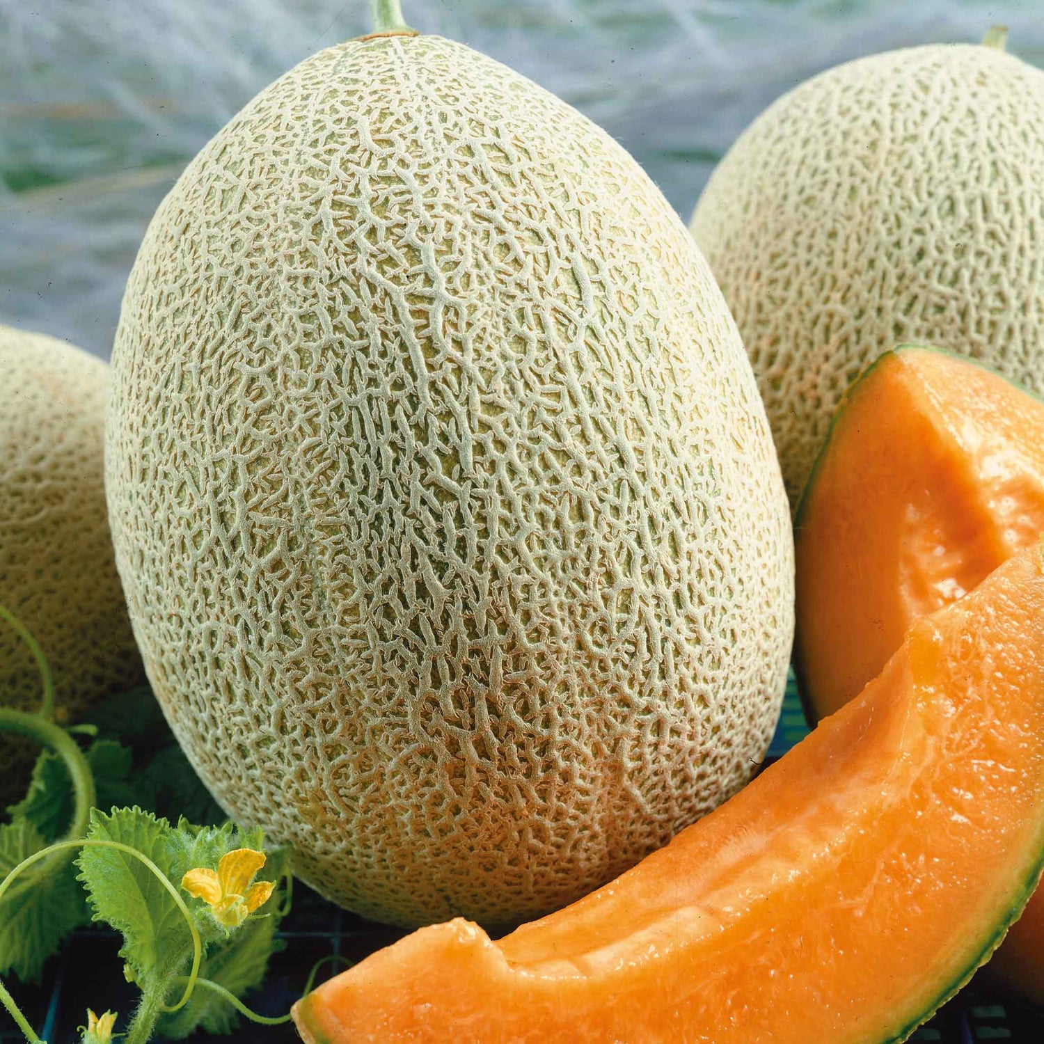 Organic Cantaloupe Seeds