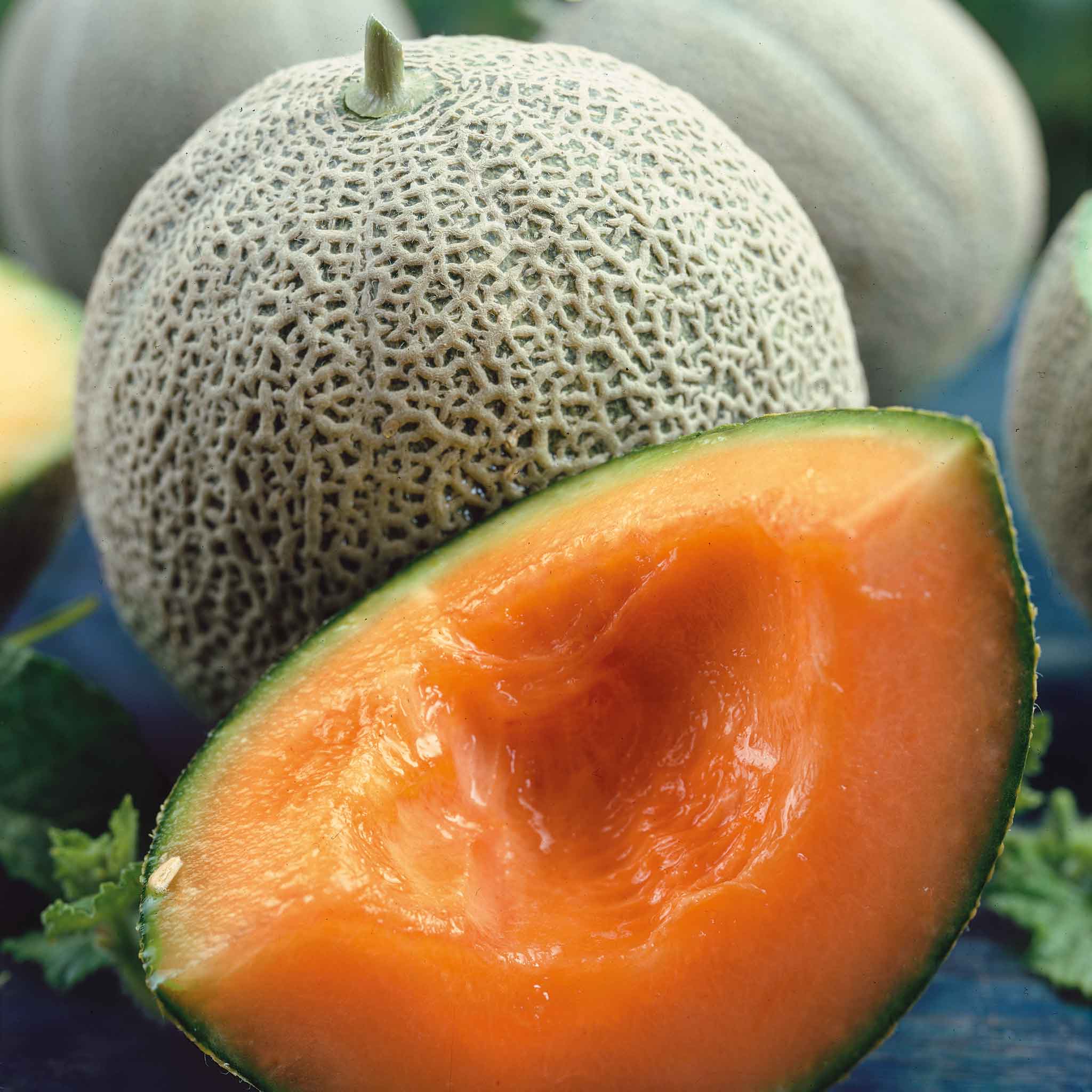 cantaloupe seeds