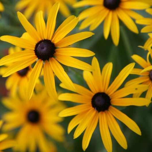 rudbeckia seeds
