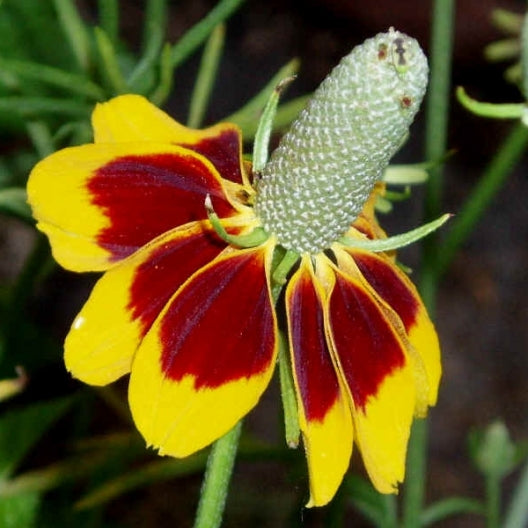 heirloom rare & unusual seeds