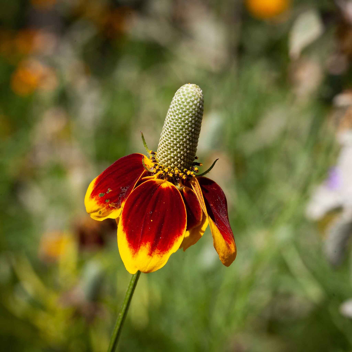 Mexican Hat Seeds