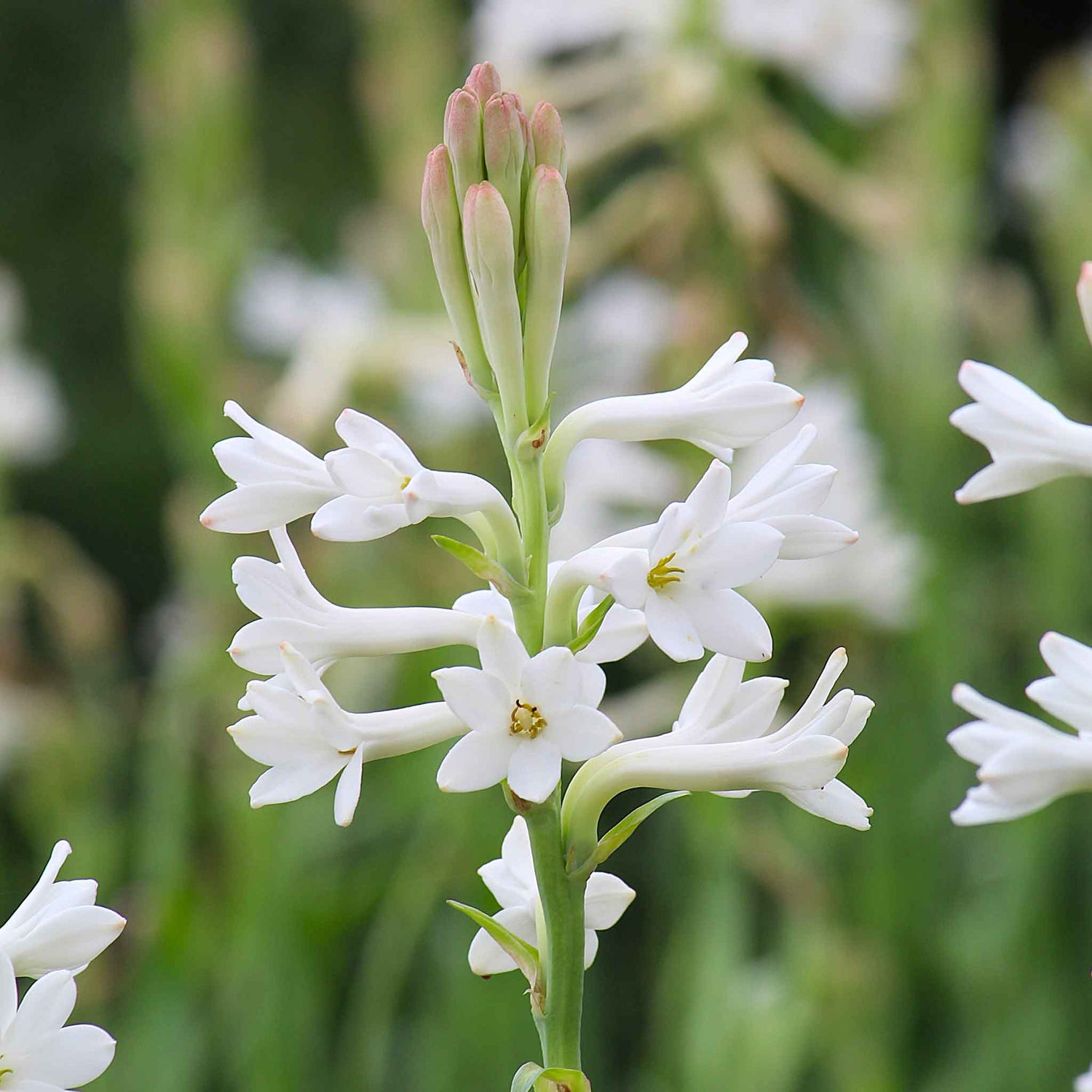 Mexican Tuberose Bulbs