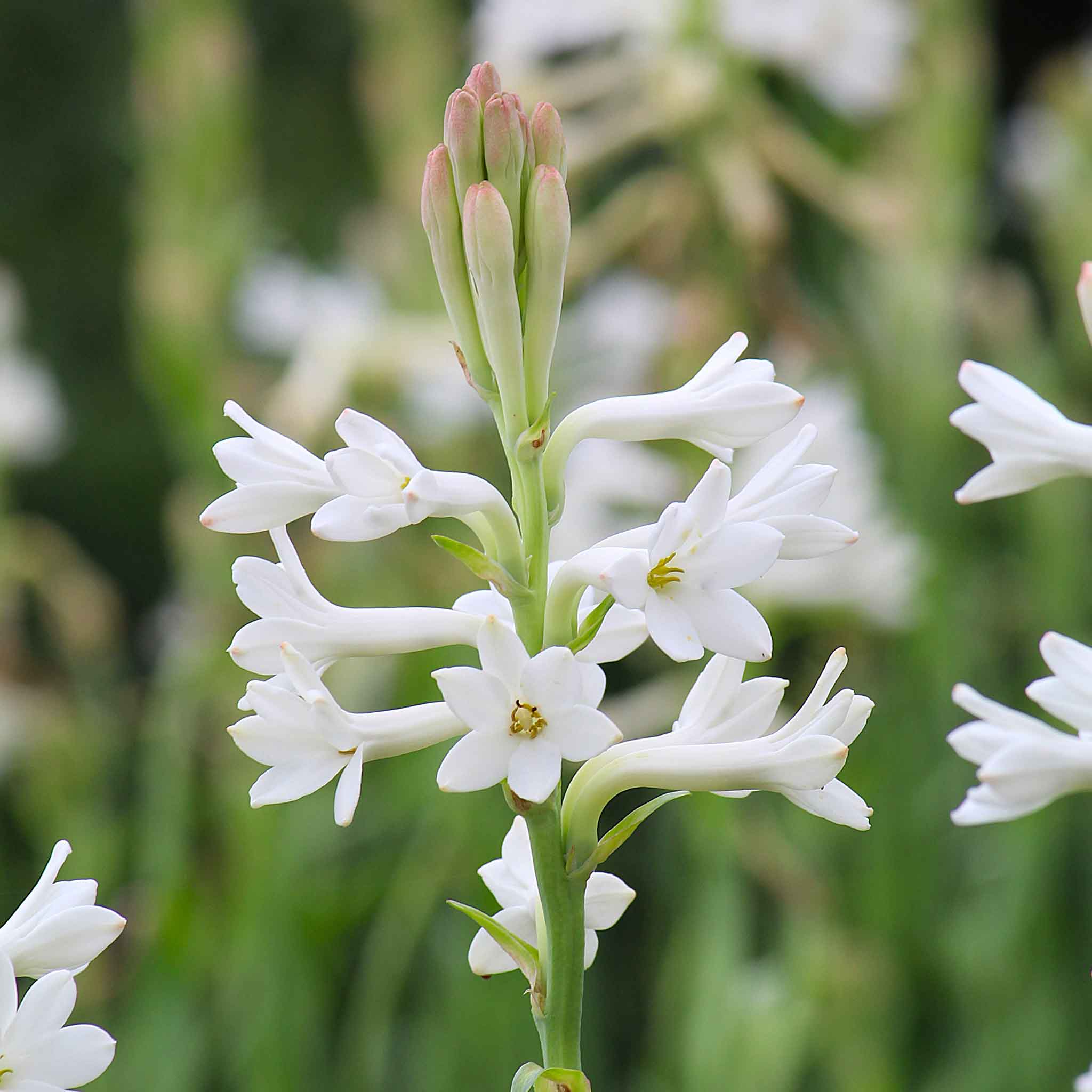 mexican tuberose bulbs