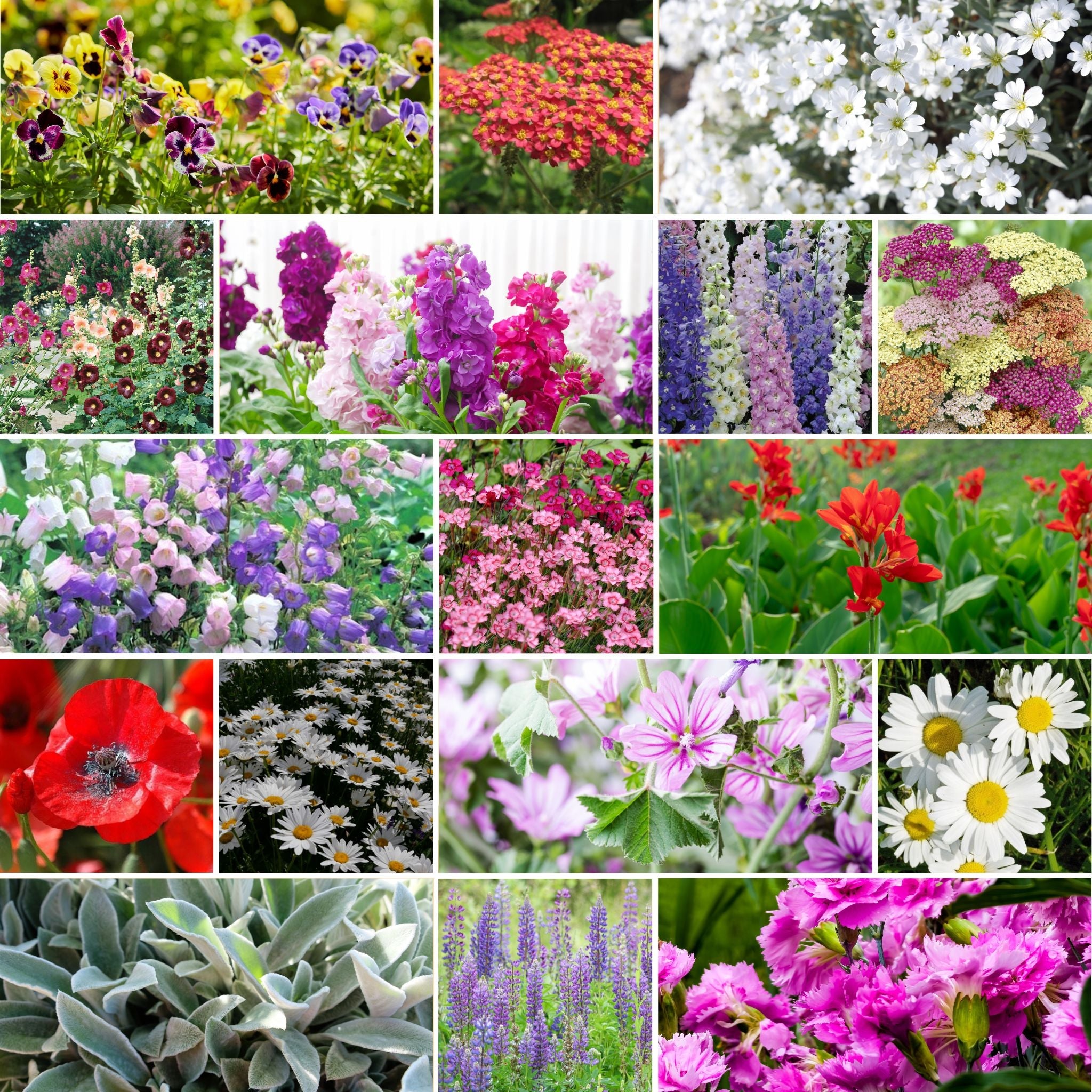 new flower seed mixes