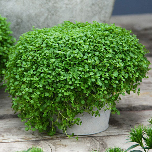Mint Seeds