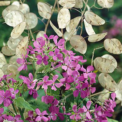 money plant seeds