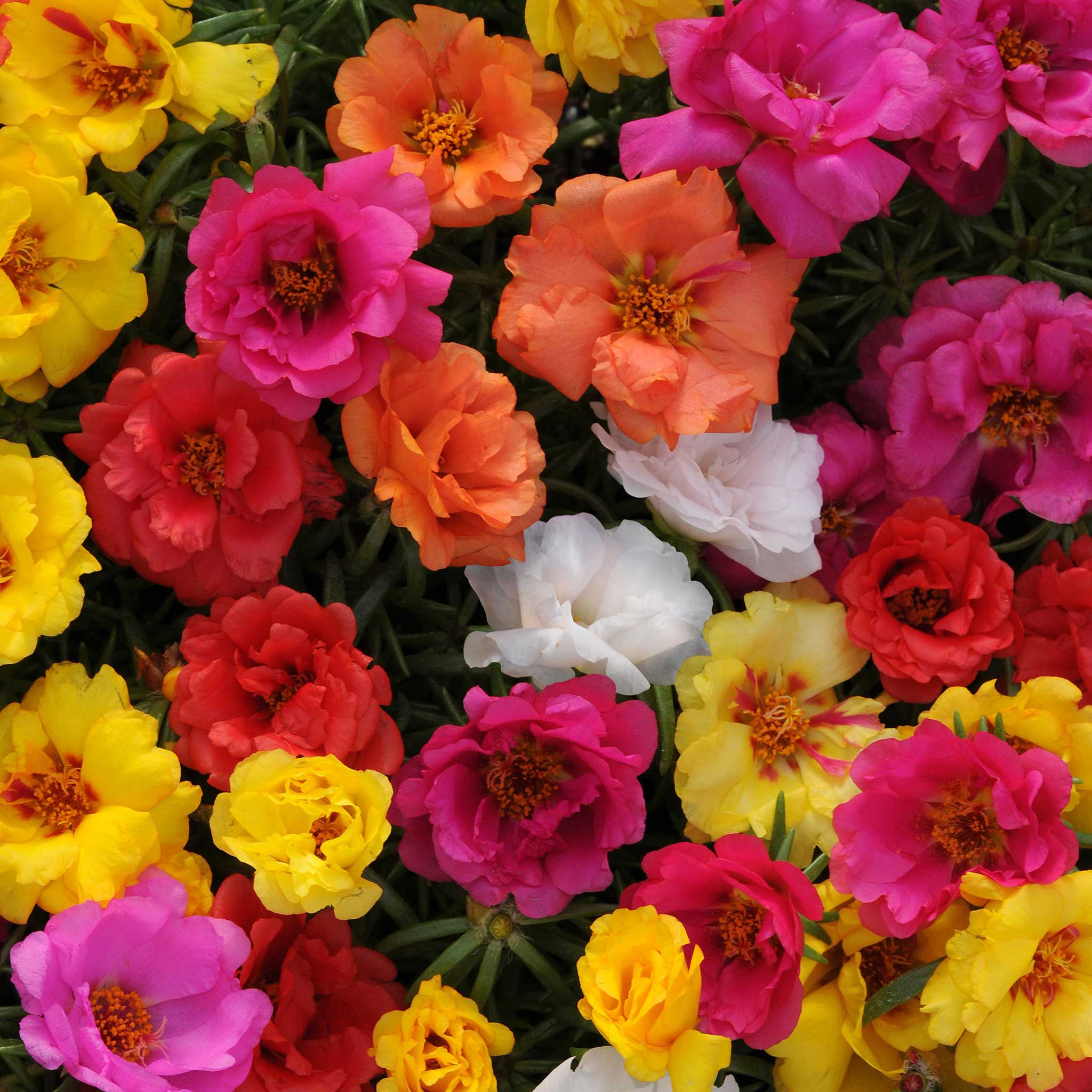 moss rose seeds