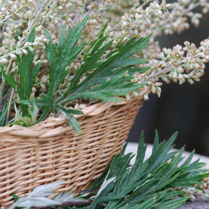 mugwort seeds